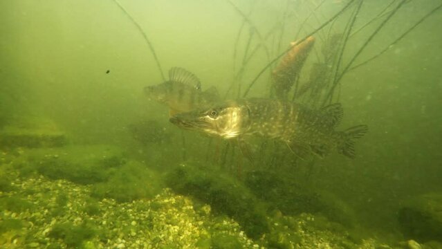 Pike fish stalking prey. Dramatic underwater video with fresh water fish. Northern pike, Esox lucius in river.	
