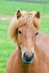 Fototapeta premium A horse in a field in Iceland.
