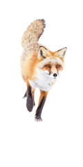 a red fox in motion in a 3/4 view as a transparent PNG Nature-themed, photorealistic illustration. Generative ai