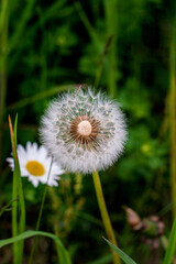 dandelion in the grass