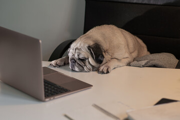 Big barefoot pug sleeps at the desktop near the computer