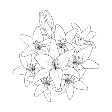 Lily Flower Coloring page For Adults