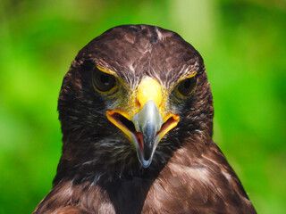 Harris's Hawk Close Up With Intense Eye and Beak Slightly Open Looking Forward