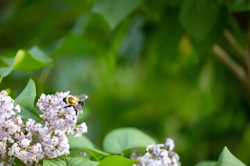 Bourdon sur lilas avec bg flou, feuillage