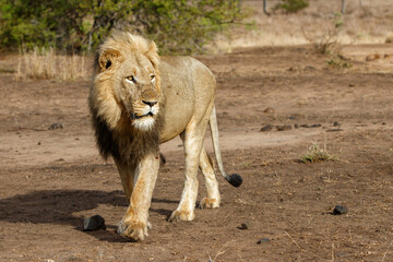 Lion male hanging around in the  Kruger National Park in South Africa