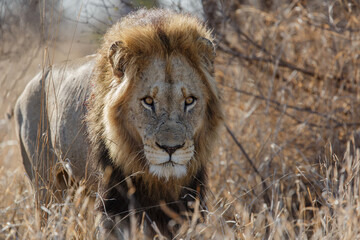 Lion male hanging around in the  Kruger National Park in South Africa
