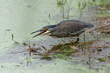 Green-backed Heron or Striated Heron (Butorides striata) catching a fish in Lake Panic, Kruger National Park, South Africa