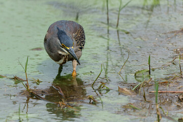 Green-backed Heron or Striated Heron (Butorides striata) catching a fish in Lake Panic, Kruger National Park, South Africa