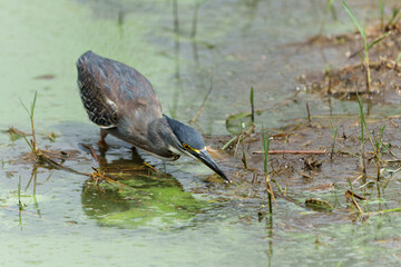 Green-backed Heron or Striated Heron (Butorides striata) catching a fish in Lake Panic, Kruger National Park, South Africa