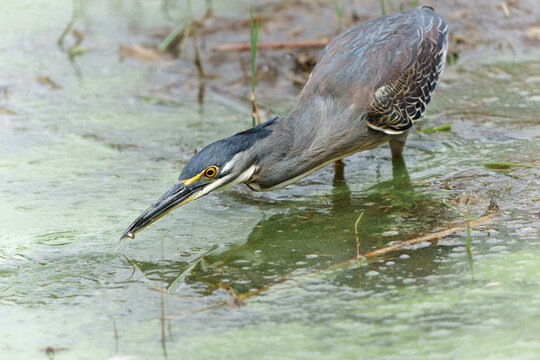 Green-backed Heron or Striated Heron (Butorides striata) catching a fish in Lake Panic, Kruger National Park, South Africa