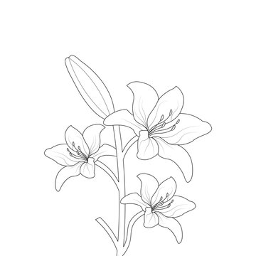 Hand Drawn Lily Flower line Art Vector