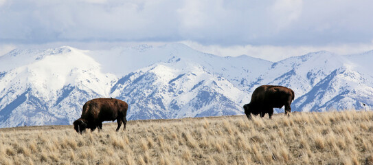 Bison on Antelope Island, Utah, in winter	