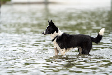 black and white dog in the water with a black collar