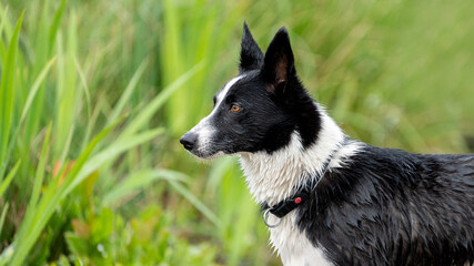 black and white dog in the grass with a black collar