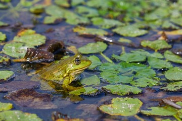 Marsh Frog Breathing