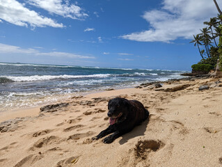 A Playful Day at Cromwell Beach with a Sandy Black Retriever