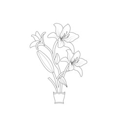 Lily Flower Coloring page Hand Drawn illustration With Line Art