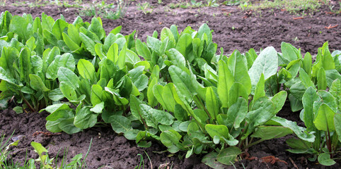 In the open ground in the garden grows sorrel.