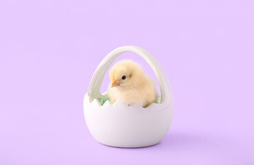 Basket with cute little chick on lilac background