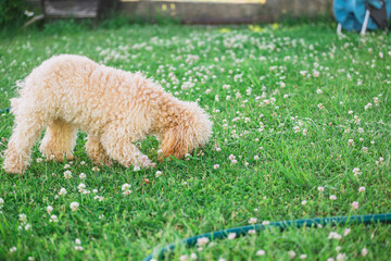 Dog female toy poodle walks in the summer on the grass - the puppy learns the world