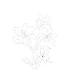 Fototapeta na wymiar Lily Flower Coloring page Hand Drawn illustration With Line Art