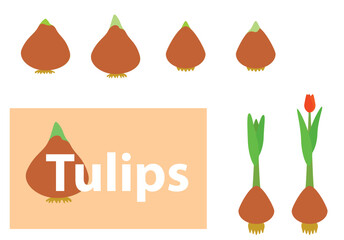 vector design elements - tulip bulbs and plants - obrazy, fototapety, plakaty