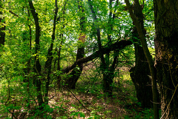 Dense forest with green foliage and broken tree