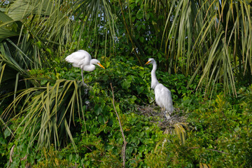 Two Great Egrets at their nests in a wetland marsh rookery.