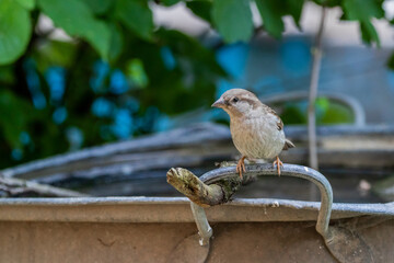Kleiner Spatz an einer Wasserstelle
