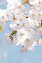 Close-up of blooming cherry in springtime with blue sky background