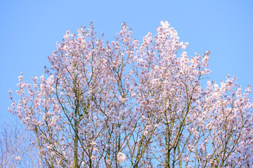 blooming tree in spring at Manchester