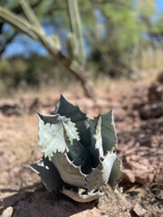 Sonora Baby Mezcal 