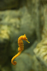 A yellow seahorse and a pink seahorse with red aquatic plant in water. - 608817550
