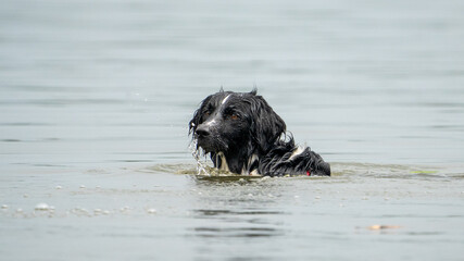 dog running in water