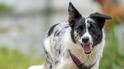 dog running in water