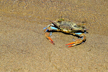 A large blue crab, Callinectes sapidus, with big claws sits on sand near sea. Crab fishing, gourmet seafood delicacy, delicious sea food