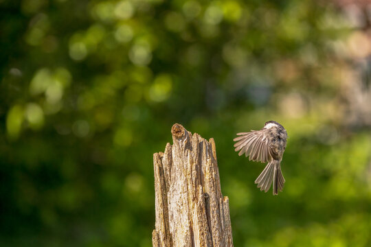 Chickadee Arriving At Post In Spring