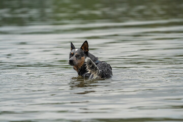 american cattle dog in the river swimming