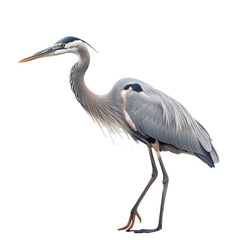 Crane, Heron, Bird isolated on the transparent background PNG. AI generative.