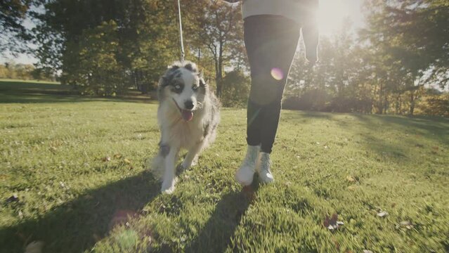 Teenager walking in the park with his pet - Australian Shepherd
