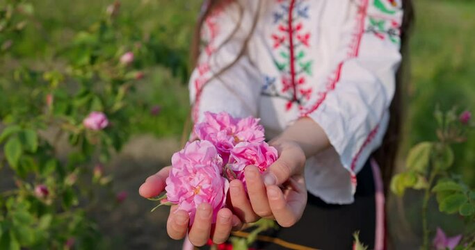Beautiful girl, young bulgarian woman in ethnic folklore dress enjoying aromatic roses and picking perfumery oil-bearing rose (Rosa Damascena) in Rose Valley of Kazanlak, Bulgaria, 4k video