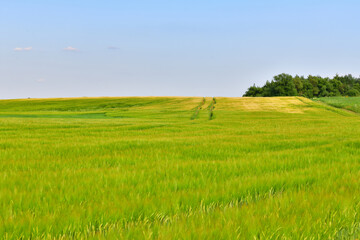 A Large field with the young barley