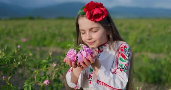 Beautiful girl, young bulgarian woman in ethnic folklore dress enjoying aromatic roses and picking perfumery oil-bearing rose (Rosa Damascena) in Rose Valley of Kazanlak, Bulgaria, 4k video