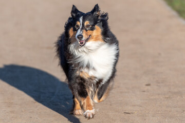 Shetland Sheepdog running on the beach