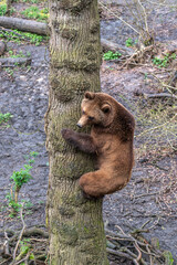 A bear climbing a tree