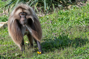 Gelada Baboon with some food