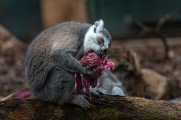 A ring tailed lemur eating food