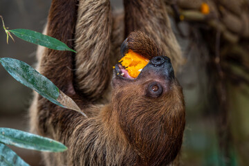 Close up of a sloth eating fruit
