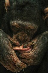 chimpanzee squeezes a pimple on his face