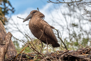 Hammerkopf perched on nest